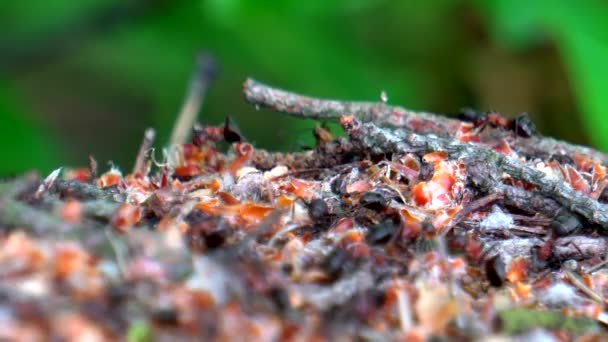 大きな森の丘の中のアリの生活 — ストック動画