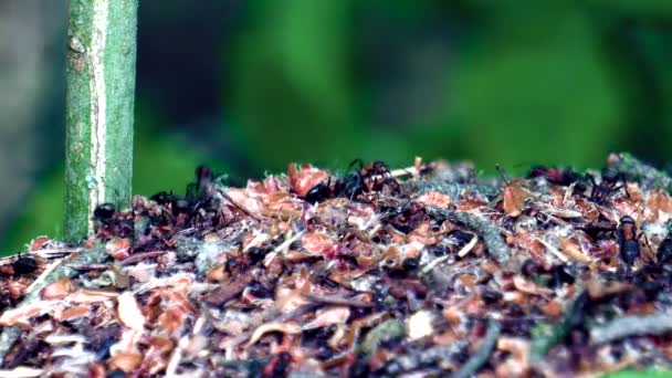 Ameisenleben Einem Großen Waldameisenhaufen — Stockvideo