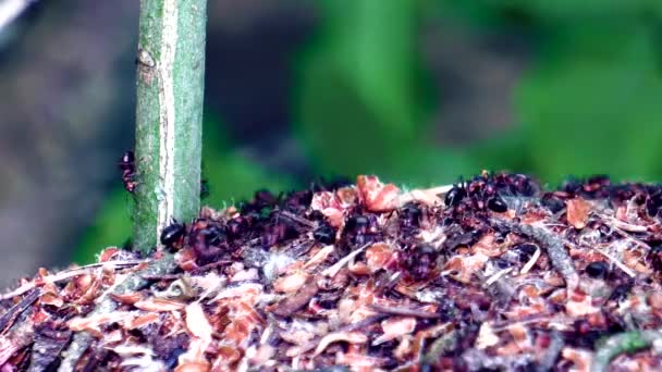 Vida Hormigas Gran Hormiguero Forestal — Vídeo de stock