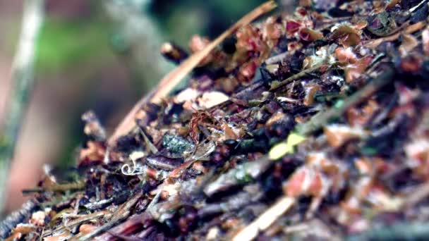 Ameisenleben Einem Großen Waldameisenhaufen — Stockvideo