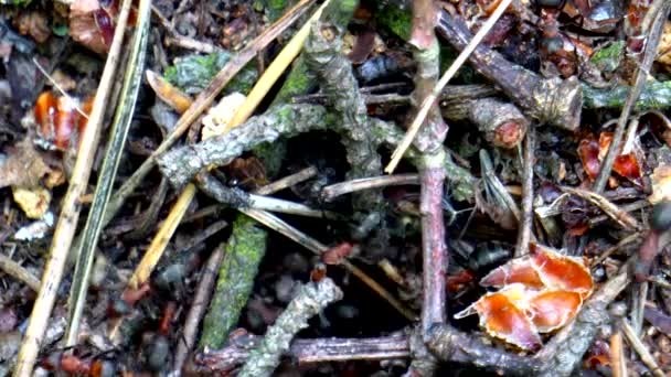 大森林蚁丘中的蚂蚁生活 — 图库视频影像