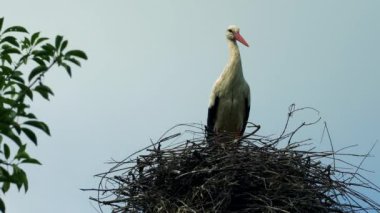 yalnız bir leylek gururla bir yuvada oturur