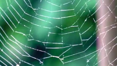 Yeşil orman ın arka planı üzerinde bir web