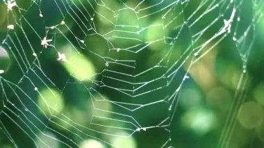 Yeşil orman ın arka planı üzerinde bir web