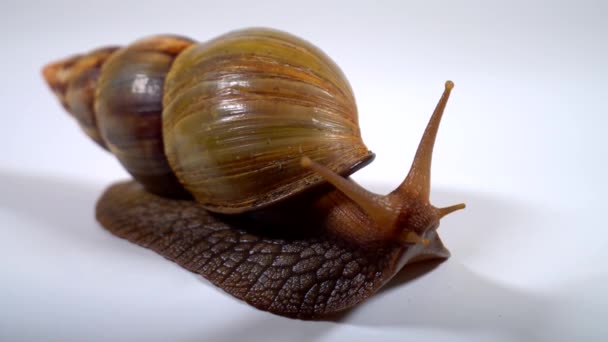Funny Snail Looks — Stock Video