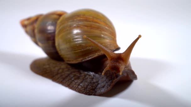 Funny Snail Looks — Stock Video