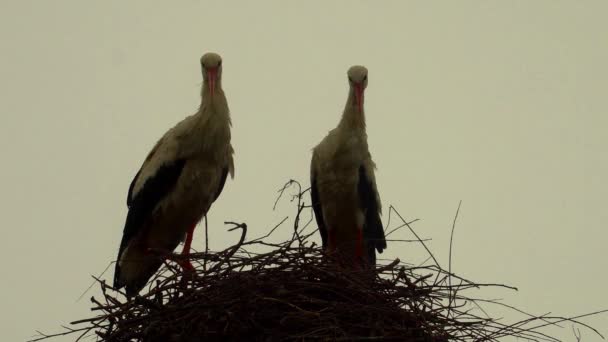 巣の中でコウノトリのカップルが喜ぶ — ストック動画