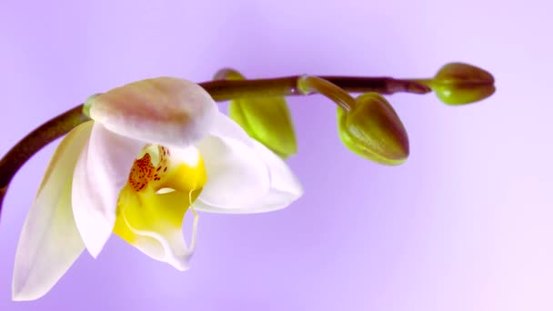 Time Lapse Orquídea Branca Abertura — Vídeo de Stock