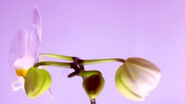 Beyaz Orkide Açma Zaman Atlamalı