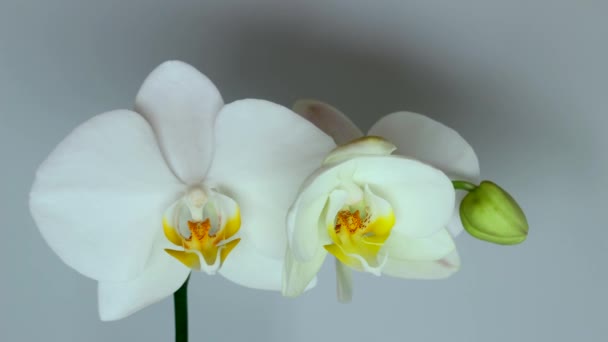 Časová Prodleva Otevření Bílých Orchidejí — Stock video