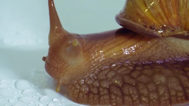 Snail Gets Wet Rain — Stock Video