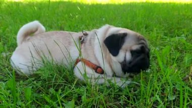Pug çimenlere uzanıyor ve ot yiyor.