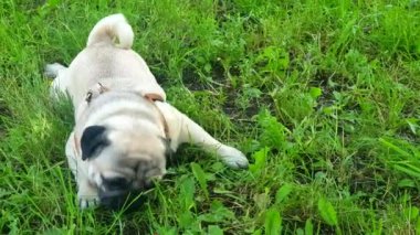 Pug çimenlere uzanıyor ve ot yiyor.