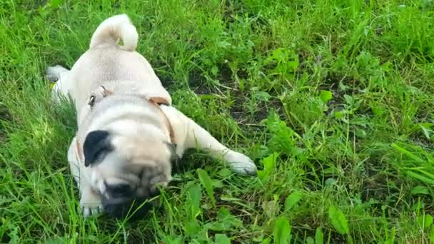 Pug Encuentra Hierba Come Hierba — Vídeo de stock