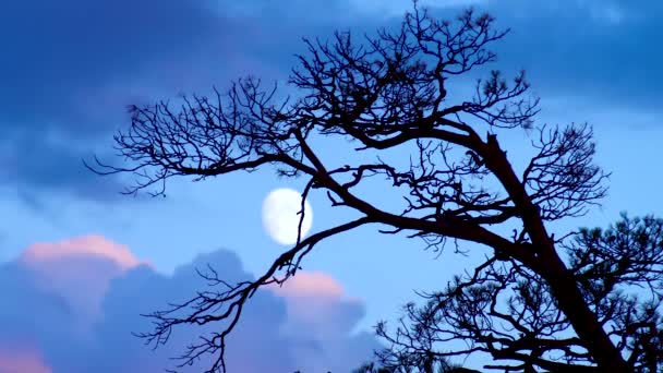 Bela Paisagem Noturna Com Lua Pinheiro — Vídeo de Stock