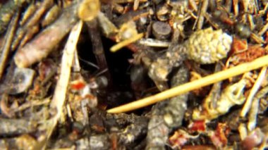 Karınca yuvası her zaman hareket halindedir çünkü karıncalar asla durmaz..