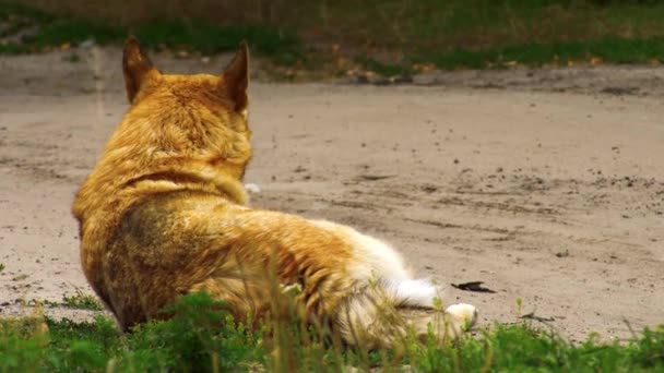 Chien Rouge Errant Sourire Heureux — Video