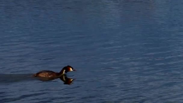 Merganser Indah Burung Berenang Danau — Stok Video