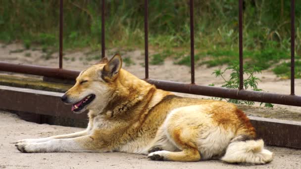 Строгая Рыжая Собака Улыбается Счастлива — стоковое видео