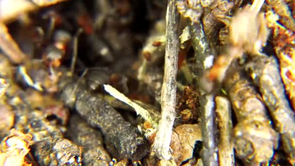 Der Ameisenhaufen Ist Immer Bewegung Weil Die Ameisen Nie Aufhören — Stockvideo