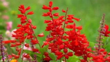 Çiçek tarhında süslü kırmızı çiçekler.