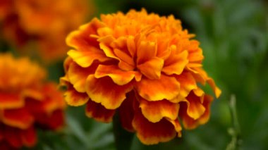 Çiçek tarhında süslü portakal çiçeği