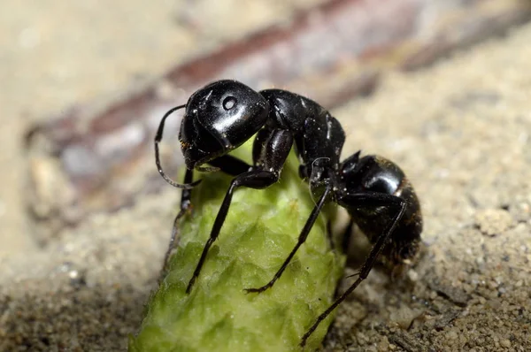 Libelle Aus Nächster Nähe Auf Einem Ast — Stockfoto