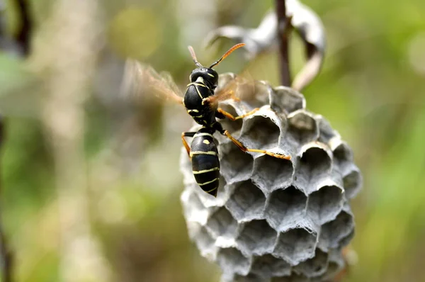 Libelle Aus Nächster Nähe Auf Einem Ast — Stockfoto