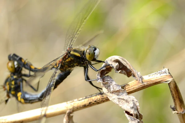 Dragonfly Närbild Gren — Stockfoto