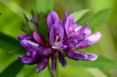 çayır yonca çiçek yakın çekim