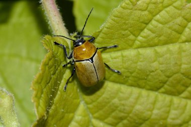 gökyüzünde küçük sarı-kahverengi böceği