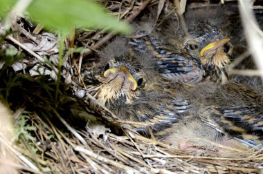 Yulaf ezmesi civciv yuvası