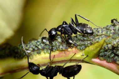 Siyah karıncalar ve yaprak biti