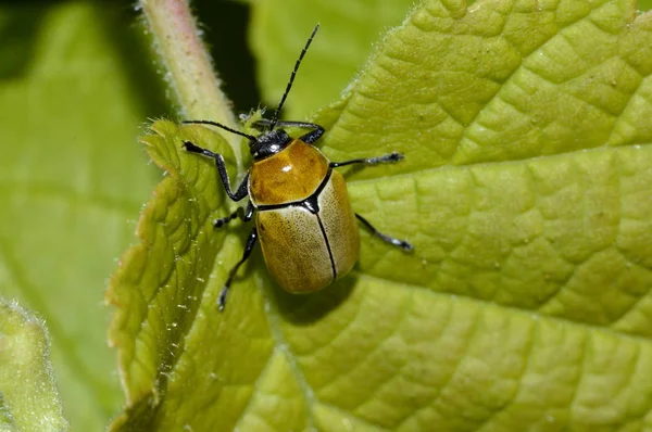 gökyüzünde küçük sarı-kahverengi böceği