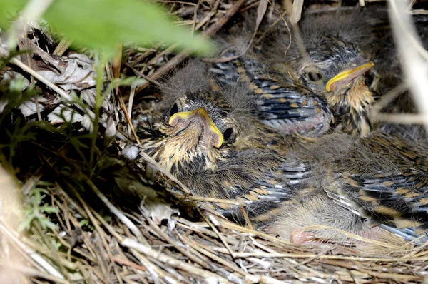 Yulaf ezmesi civciv yuvası