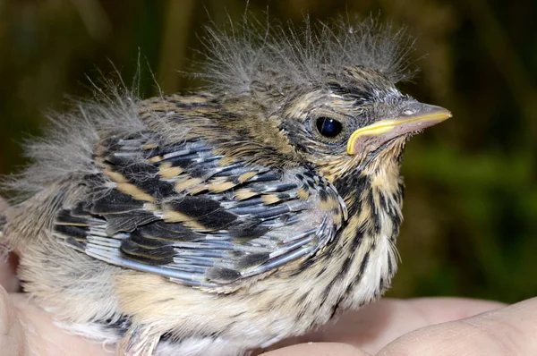 sıradan yulaf ezmesi closeup yavru