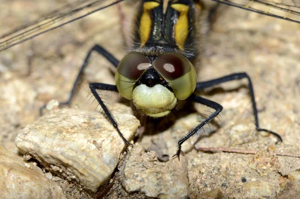 Libellenkopf Aus Nächster Nähe — Stockfoto