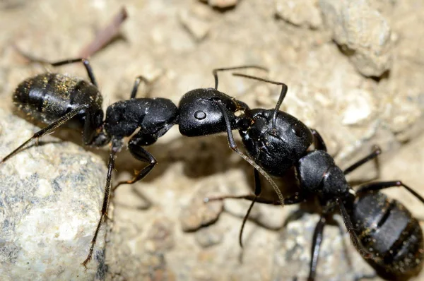 Formigas Negras Lutam Entre — Fotografia de Stock