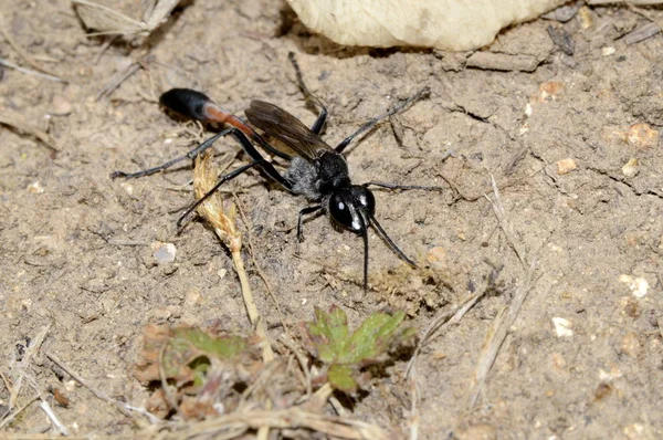 Vespa Ammophila Areia Chão — Fotografia de Stock