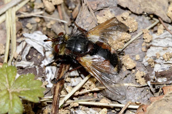 Πετούν Μελισσοκόμος Που Κάθονται Στο Έδαφος — Φωτογραφία Αρχείου