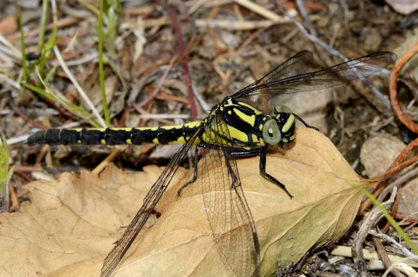 Libellule Jaune Noir Sur Feuille — Photo