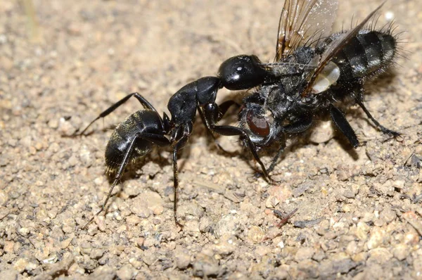 Schwarze Ameise Fängt Eine Fliege — Stockfoto