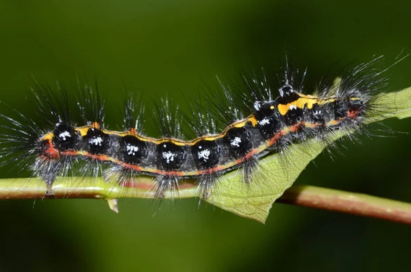 Zwarte Gele Caterpillar — Stockfoto