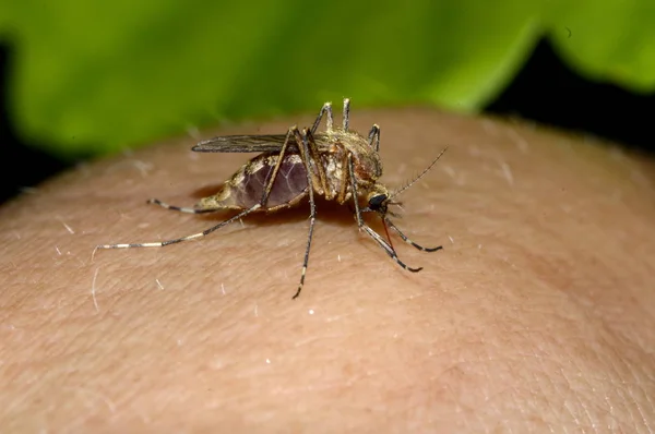 Mosquito Bebe Sangre Mano —  Fotos de Stock