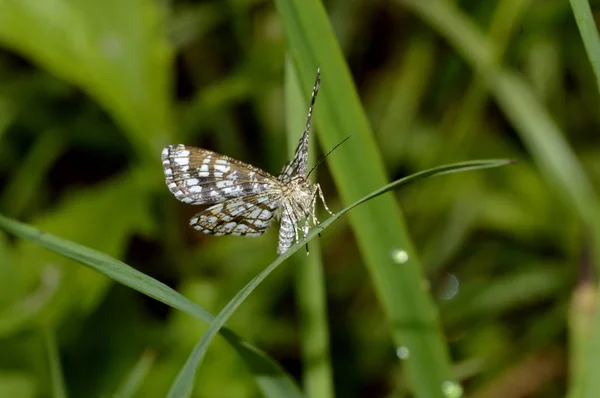 Moth Blade Grass — Stock Photo, Image