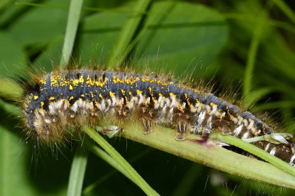 Grote Grijs Geel Caterpillar — Stockfoto
