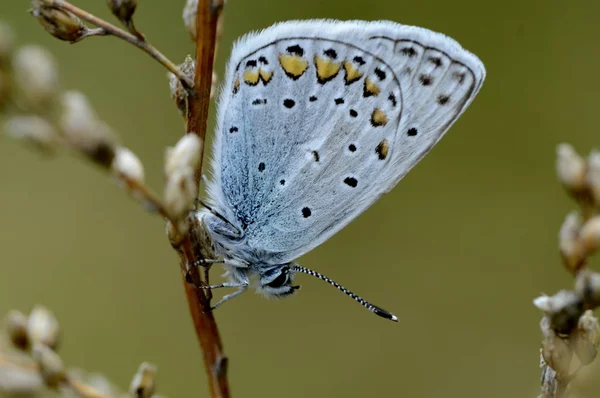 Motyl Gołąb Gałęzi Zdjęcie Stockowe