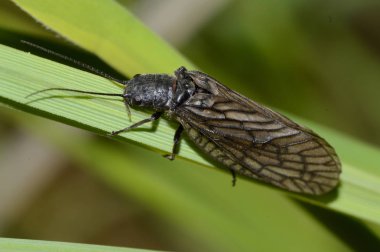 Stoneflies plecoptera yeşil sayfasında
