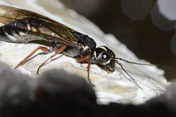 Cavaleiro Vespa Casca Bétula — Fotografia de Stock