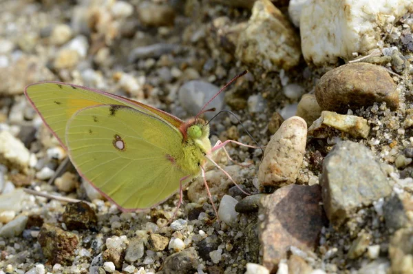 Πεταλούδα Ίκτερος Σαφράν Στην Άμμο — Φωτογραφία Αρχείου